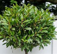 Image result for Best Small Garden Trees