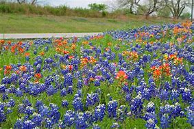 Image result for Texas Wildflower Photos