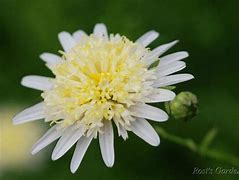 Kalimeris pinnatifida var. hortensis に対する画像結果