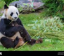 Image result for Giant Panda Sitting