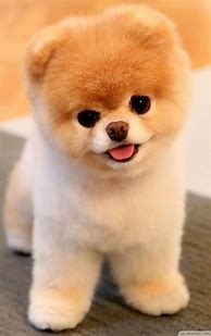 Image result for Top 10 Cutest Teacup Dogs