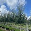Image result for Sharp Tree Farm Floral City