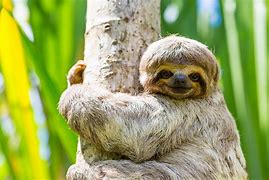 Image result for Sloth X-ray Real Body
