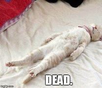 Image result for El Gato Meme Cat Dead
