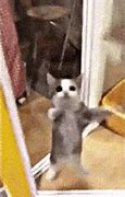 Image result for Happy Dancing Cat Meme