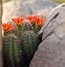 Image result for Arizona Desert Spring
