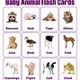 Image result for Animal Flash Cards