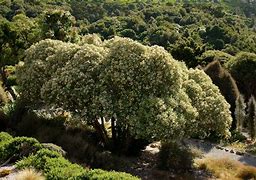 Image result for Olearia haastii