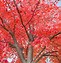 Image result for Red Sunset Maple Tree