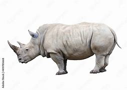Image result for Rhino Side View