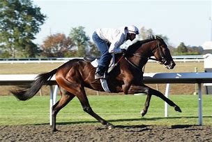 Image result for Thouroughbred Racing Horse