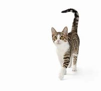 Image result for Happy Cat Walking