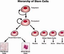 Image result for Pluripotent Stem Cells Types