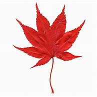 Image result for Red Leaves Cartoon Png