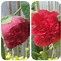 Image result for Alcea rosea red shades