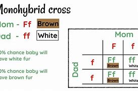 Image result for Offspring Phenotype