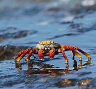 Image result for Crab in Ocean