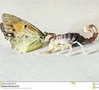 Image result for Scorpion Butterfly