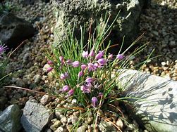 Image result for Allium splendens var. kurilense