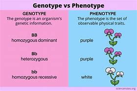 Image result for What Is Genotype and Their Examples