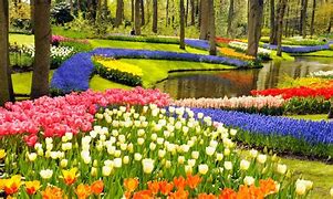 Image result for Tulips in Amsterdam Botanical Garden