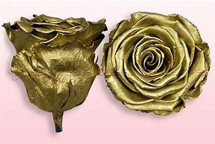 Image result for Rose Preserved Gold