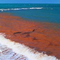 Image result for red tide pictures