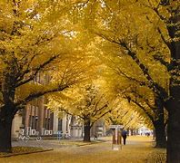 Image result for Tokyo University Autumn