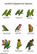 Image result for Exotic Love Birds