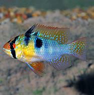 Image result for Columbian Ram Fish