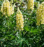 Image result for Lupinus polyphyllus chandelier