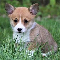 Image result for Companion Dog Breeds