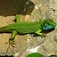 Image result for European Green Lizard