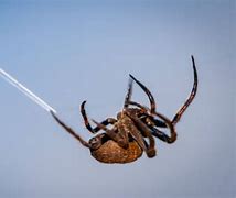 Image result for The Biggest Spider Web