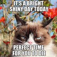 Image result for Cat Meme Shiny