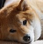 Image result for Japanese Shiba Dog