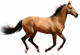 Image result for Horse with Transparent Background