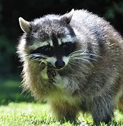 Image result for Large Raccoon