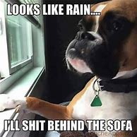 Image result for Funny Animal Rain Meme