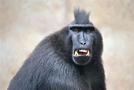 Image result for Monkey Funny Meme Faces