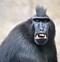 Image result for Monkey Funny Animals