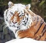 Image result for Siberian Tiger Habitat
