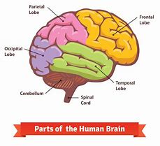Image result for Facts About Your Brain