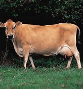 Image result for Jersey Cattle Breed