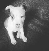 Image result for Pit Bull Dog Puppies