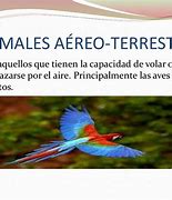 Image result for a3roterrestre