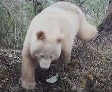 Image result for Albino Panda Doing