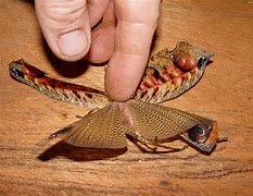 Image result for Dead Leaf Katydid