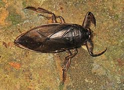 Image result for Most Dangerous Bug in the World