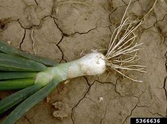 Image result for Mr Vine Onion